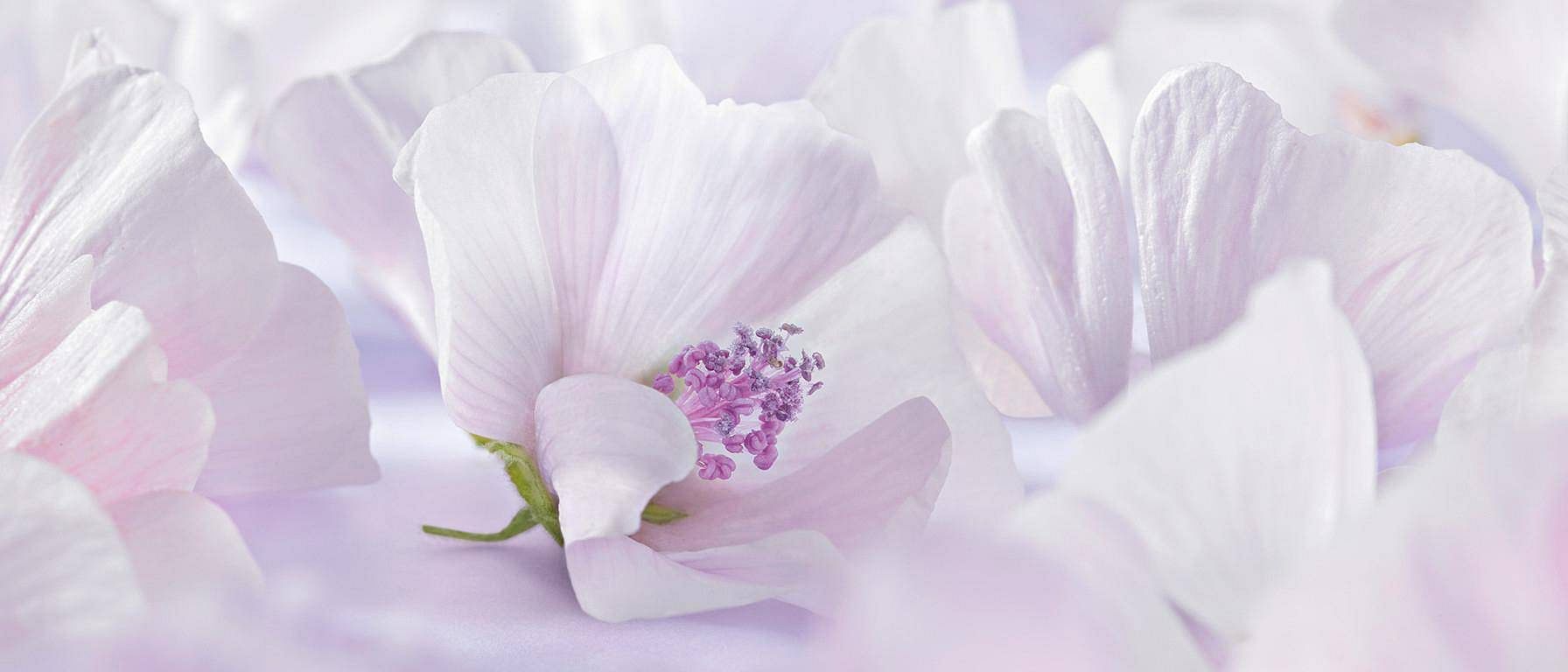 Witte malva