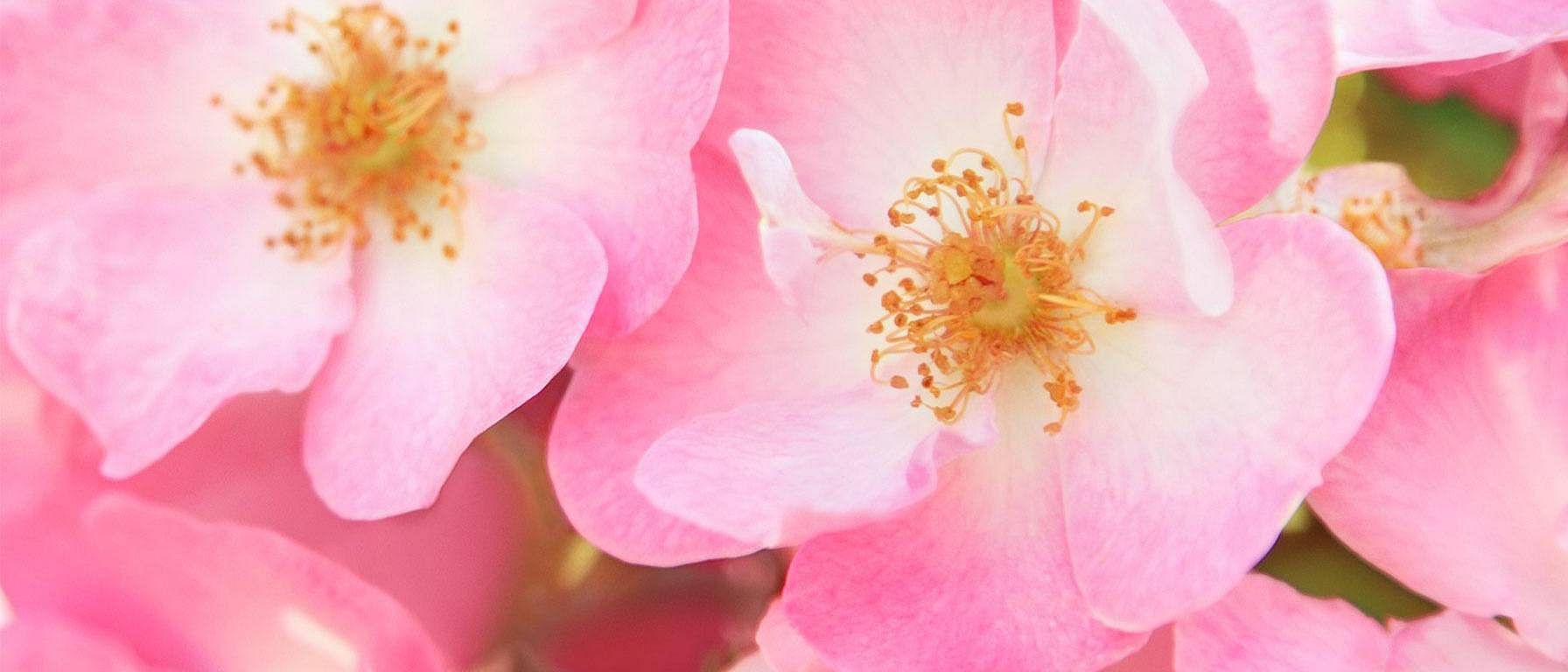 Feuilles de roses.