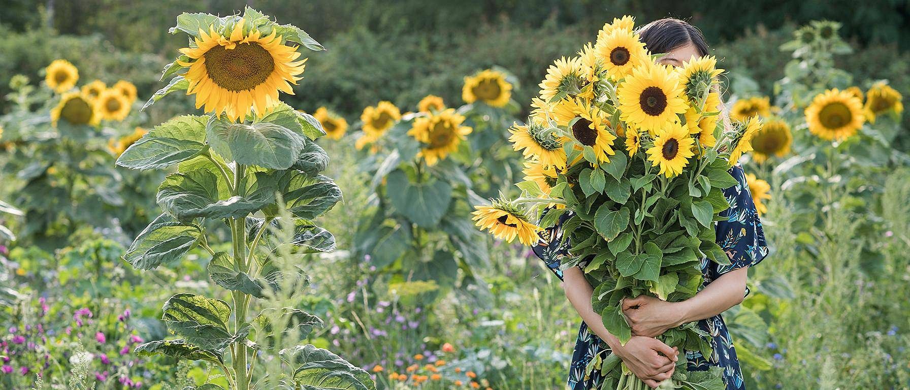 Une femme se cache derrière des tournesols