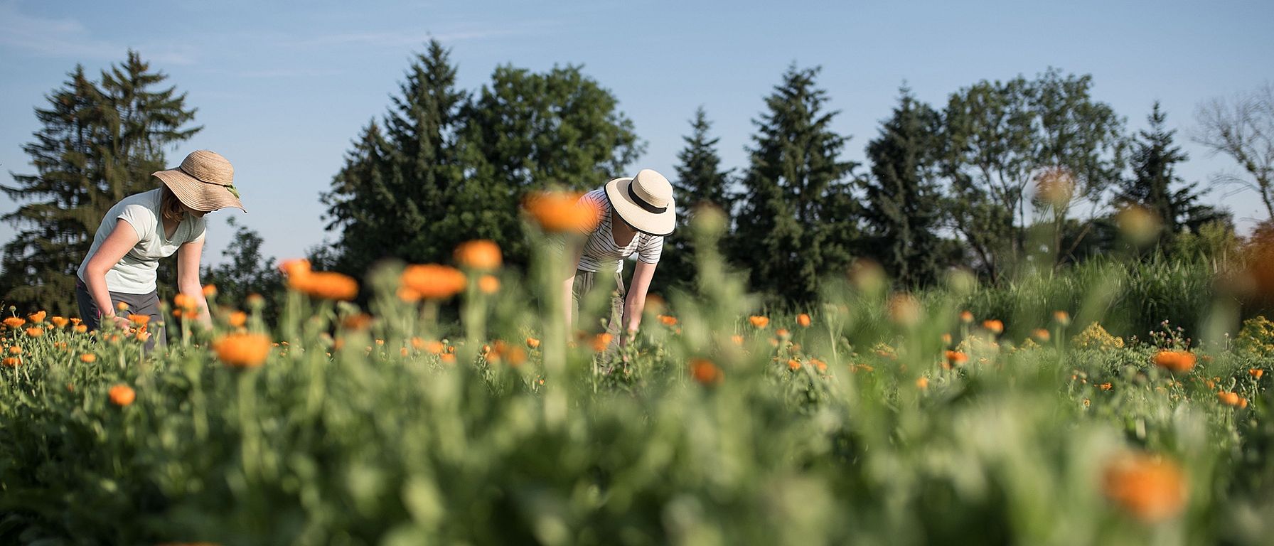 Calendula oogst