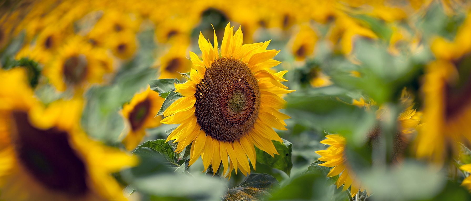 Advies over natuur