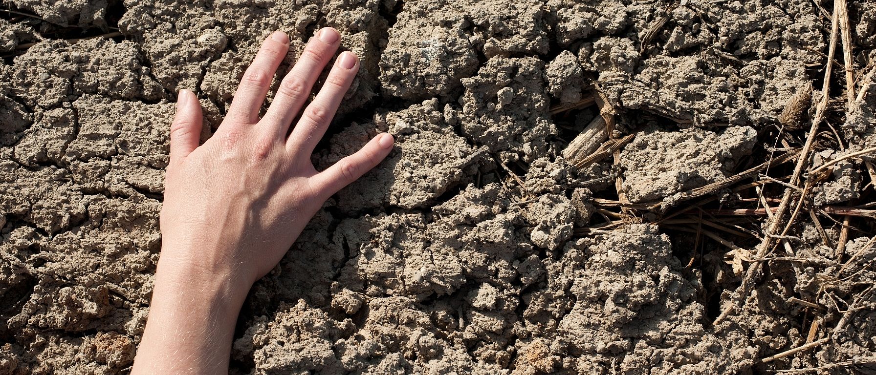 Les mains dans la terre