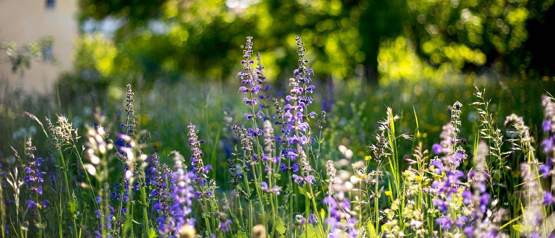 Biodiversiteit