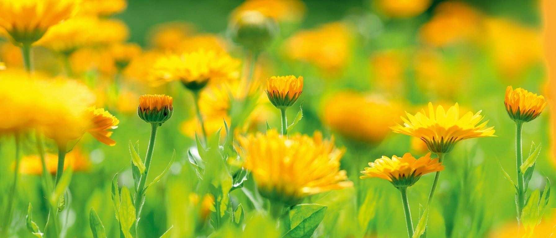 Calendula