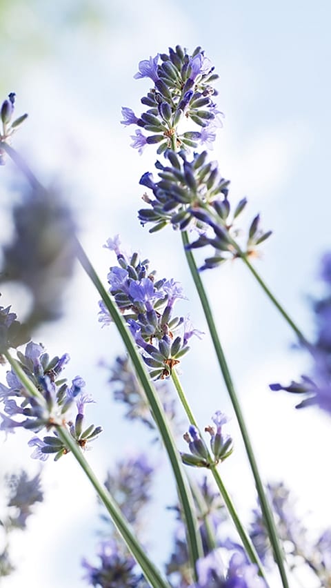 Lavende