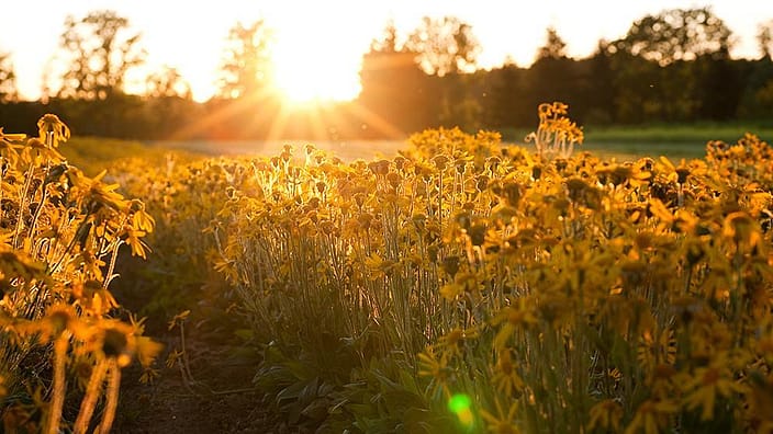 Le champ d’arnica s’illumine en orange sous le soleil du soir