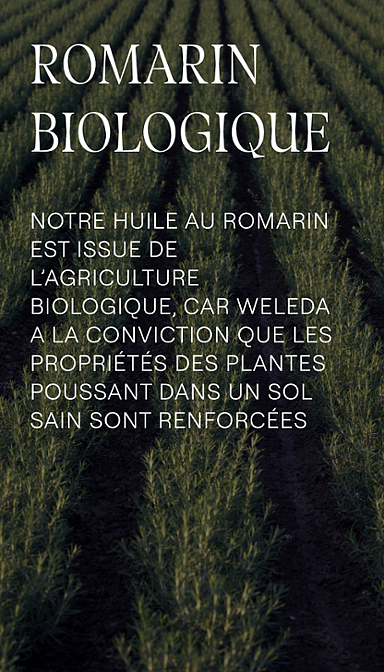 Huile Capillaire Nourrissante au Romarin