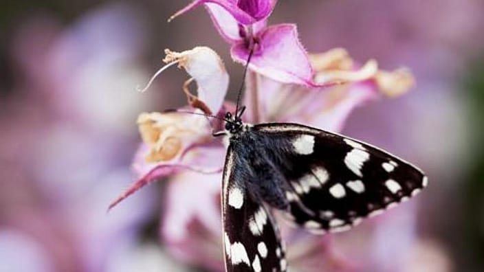 butterfly on flower
