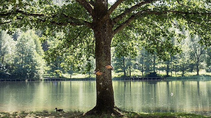 Boom aan het water in een bos