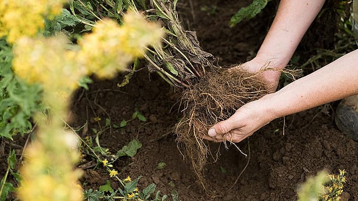 Deux mains tiennent une motte de terre