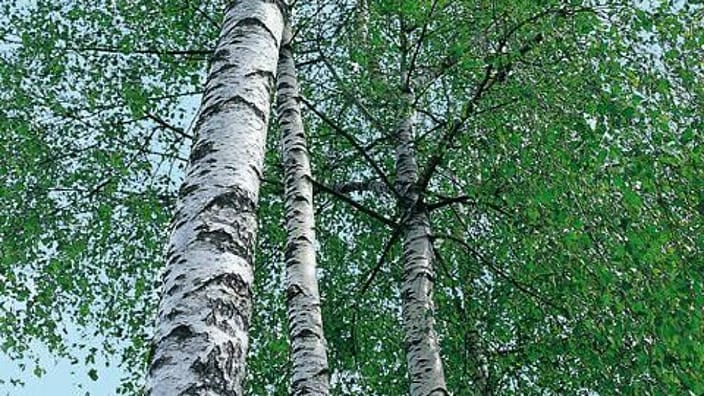 berkenboom