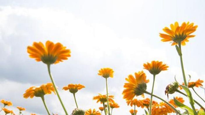 Fleurs de calendula