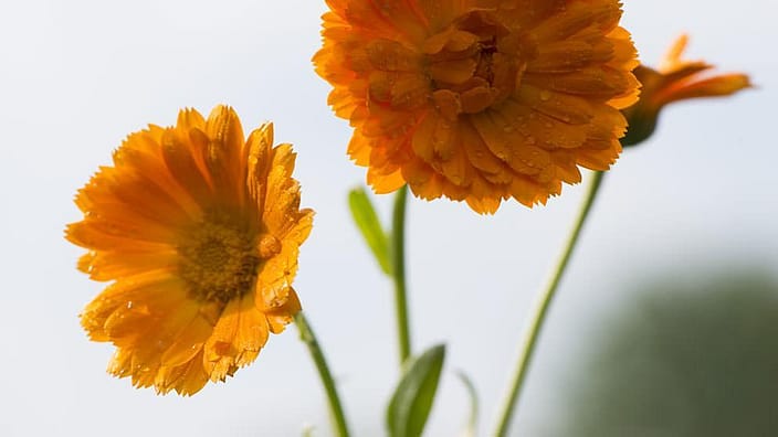 Fleurs de calendula