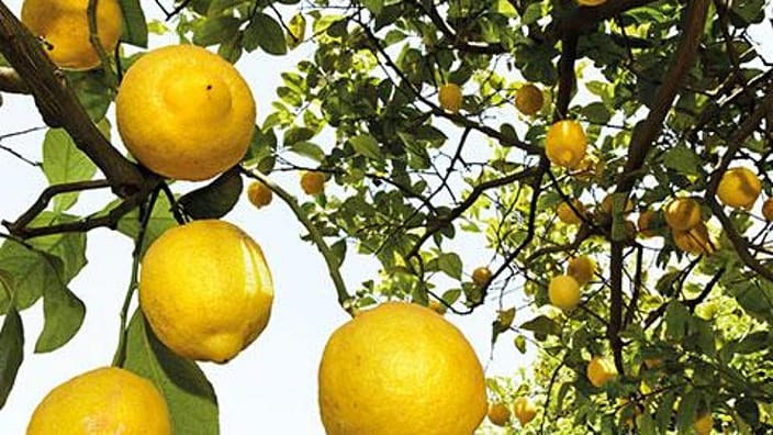 Citrus aan een boom