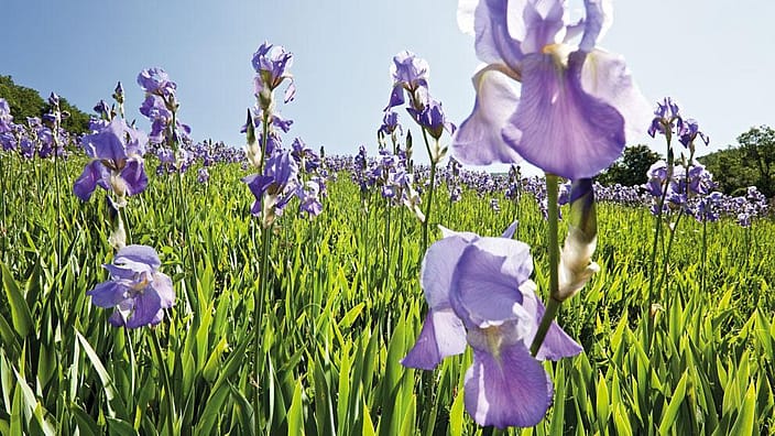 Iris