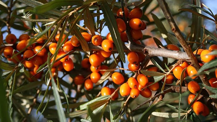 Plantes d'argousier.