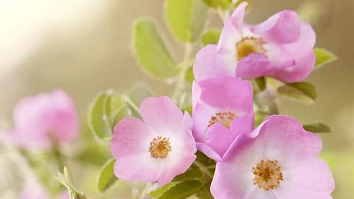 Roses en fleurs
