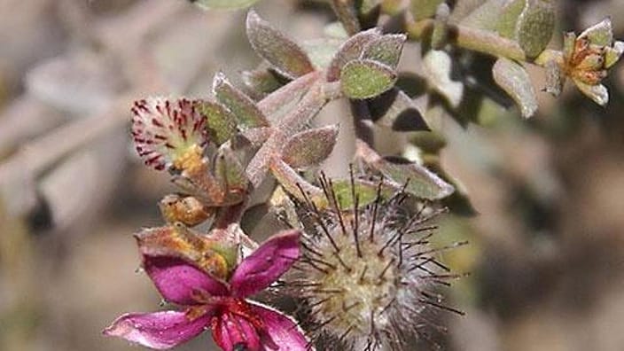 Ratanhia