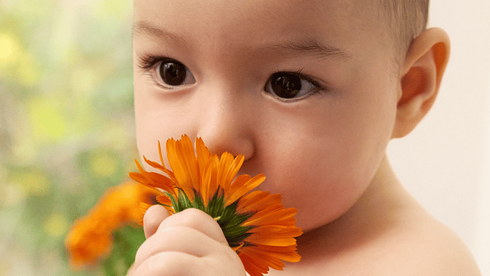 calendula