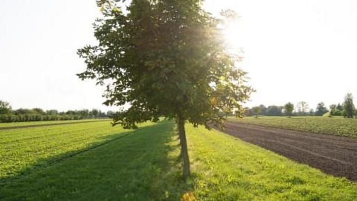 Boom in veld