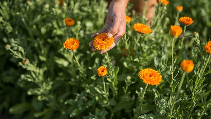 calendula