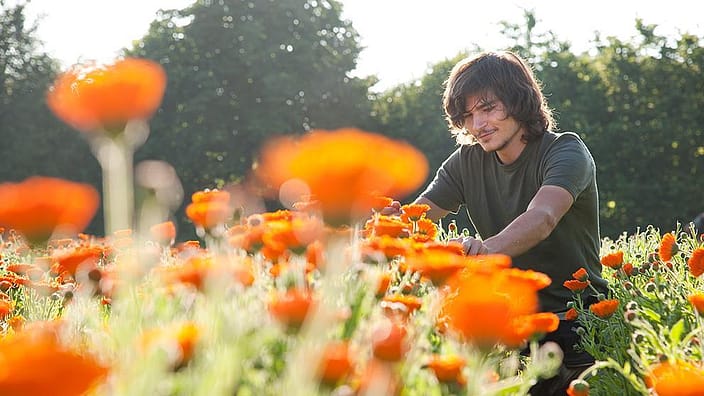 calendula