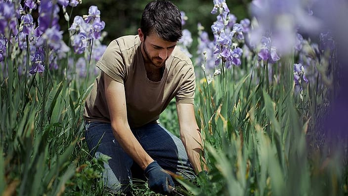 lavendel