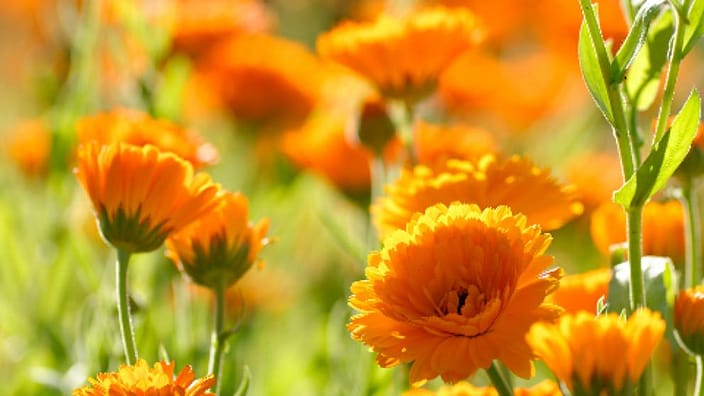 Calendula