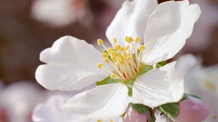 bloem
