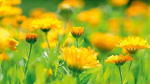 Calendula