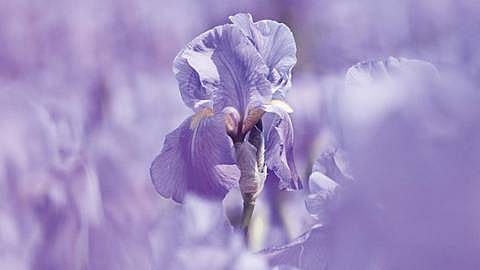 Iris