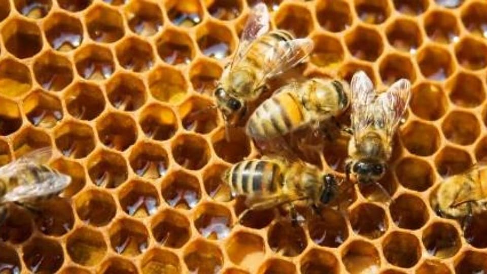 Beeswax (Cera Flava)