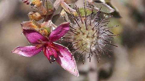 Ratanhia