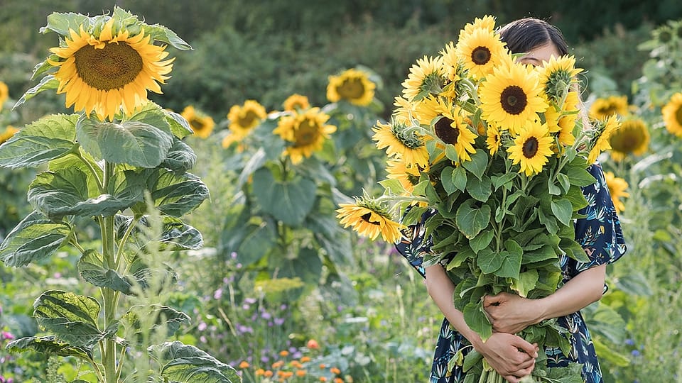 Une femme se cache derrière des tournesols