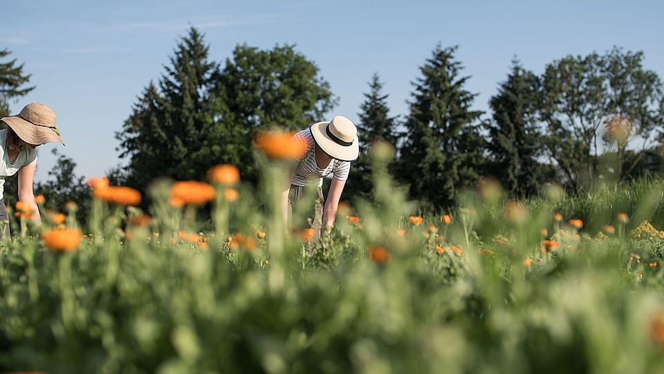 Calendula oogst
