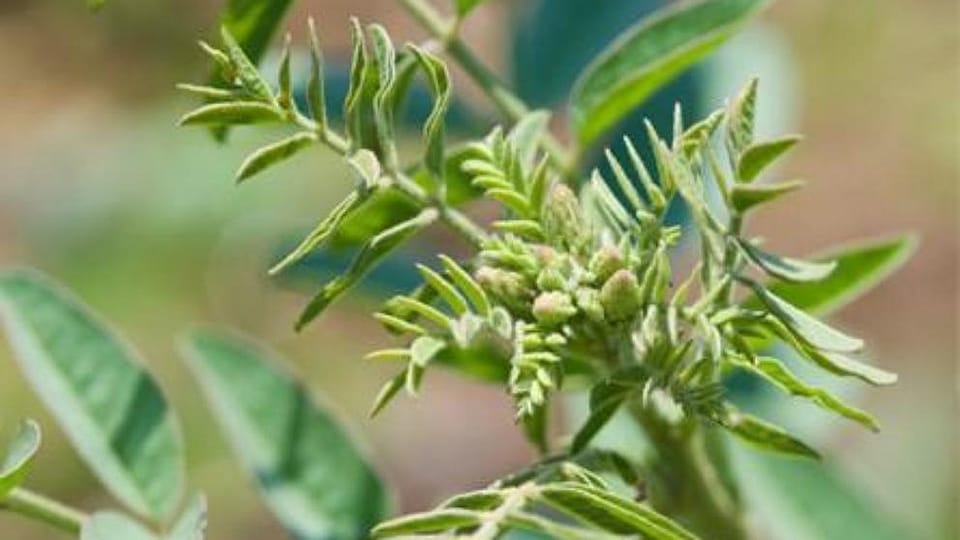 Glycyrrhiza Glabra Root Extract