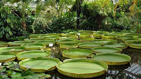 Plantentuin Meise