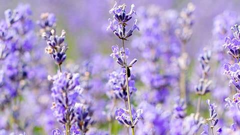 Lavendel