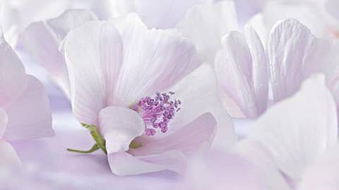 Witte malva
