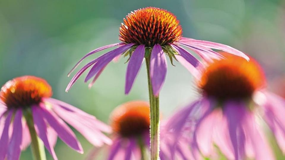 Echinacea Purpurea Extract