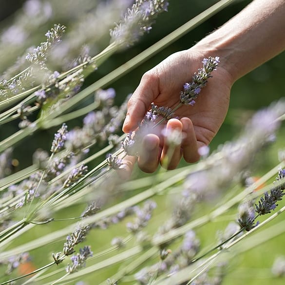 Vrouw raakt lavendel aan