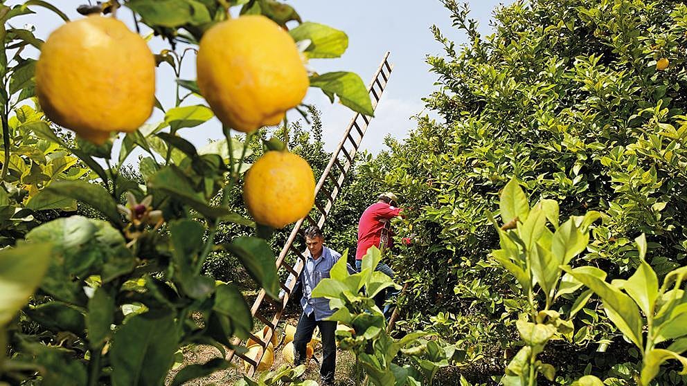 citrus fruit on tree