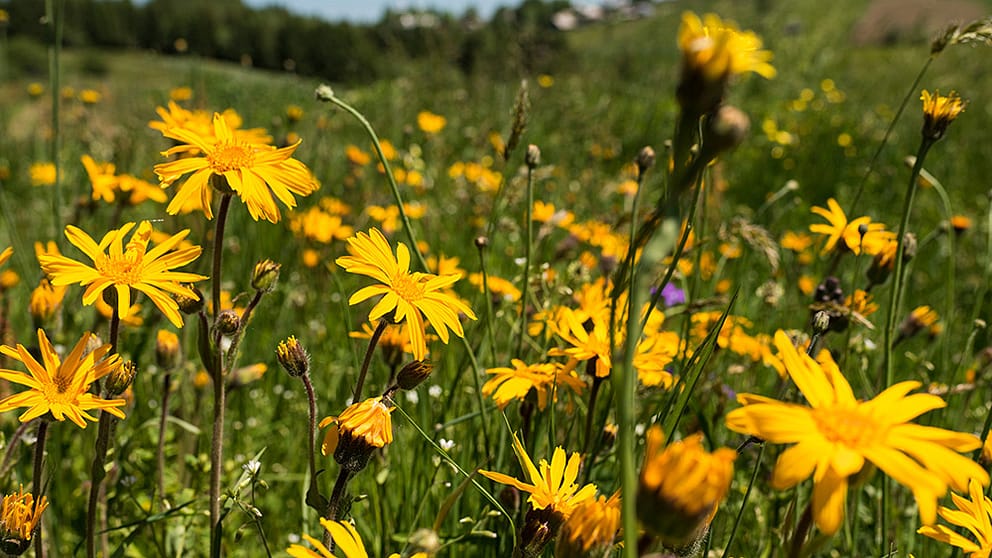 Fleurs d’arnica dans une prairie