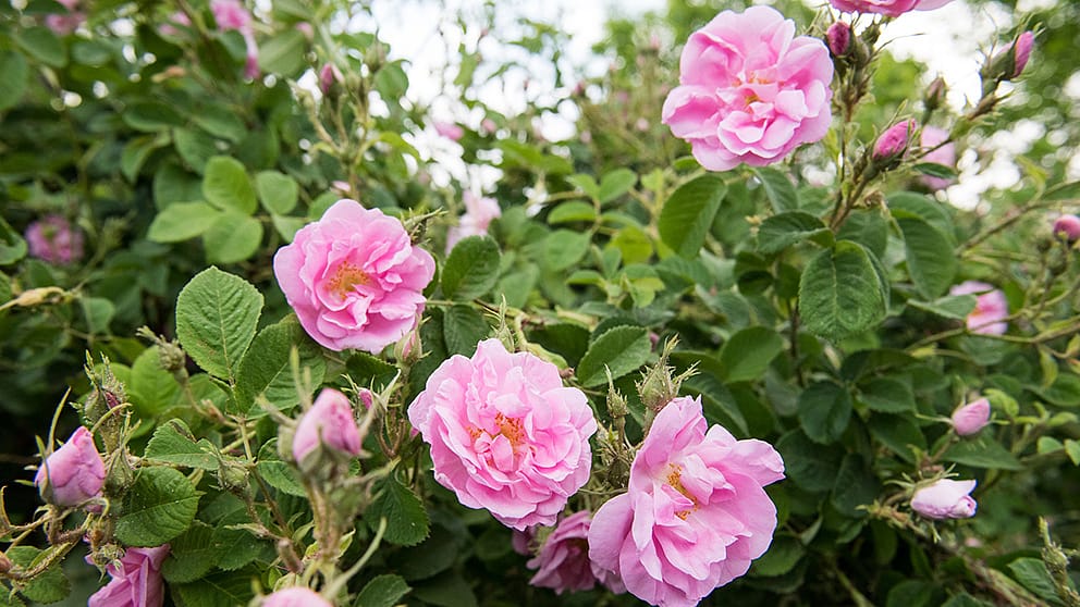 Roses de Damas