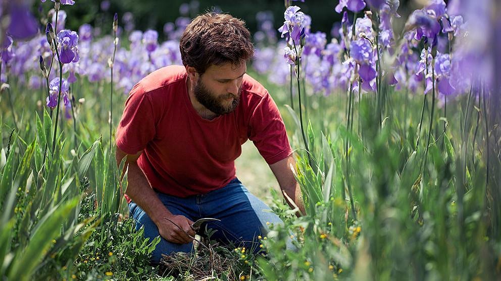 Gardener in flower field