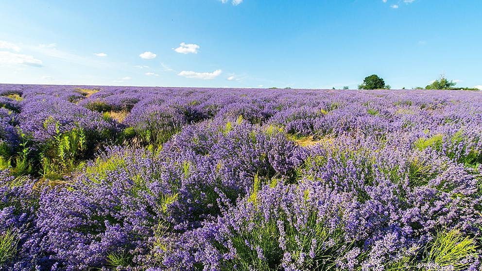 lavendel